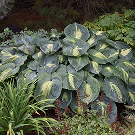 Plant Photo 4