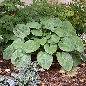 Plant Photo 8