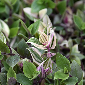 Plant Photo 9