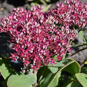 Plant Photo 5