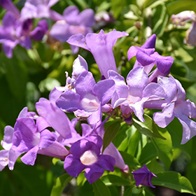 Plant Photo 5