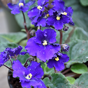 Plant Photo 2
