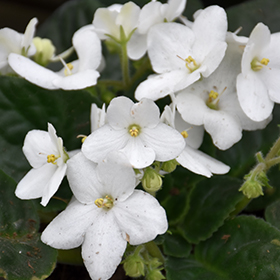Plant Photo 8