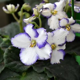 Plant Photo 7