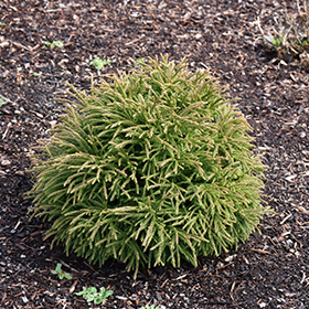 Plant Photo 9