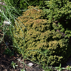 Plant Photo 5