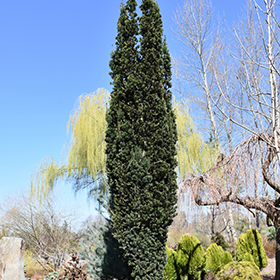 Plant Photo 5
