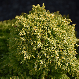 Plant Photo 6