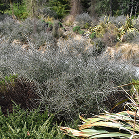 Plant Photo 2