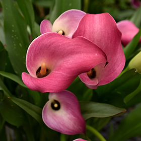 Plant Photo 2
