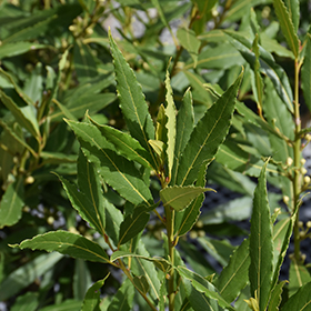 Plant Photo 2