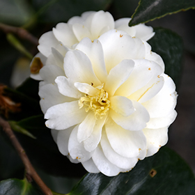 Plant Photo 8