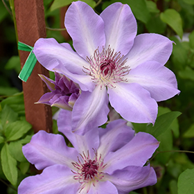 Plant Photo 10