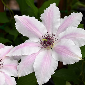 Plant Photo 4
