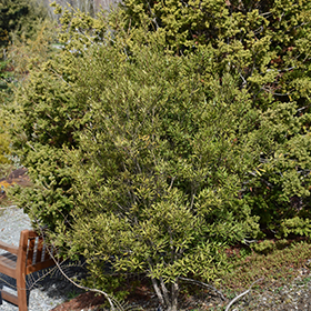 Plant Photo 4