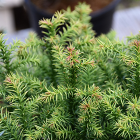Plant Photo 7