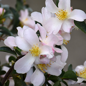 Plant Photo 6