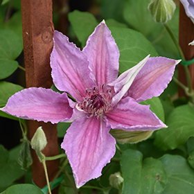 Plant Photo 8