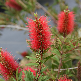 Plant Photo 3