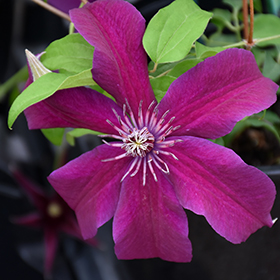 Plant Photo 7
