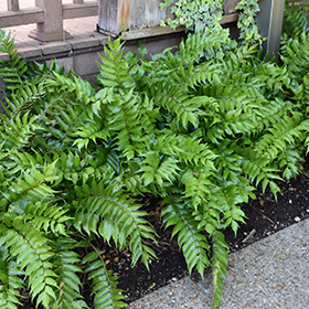 Fern Photo
