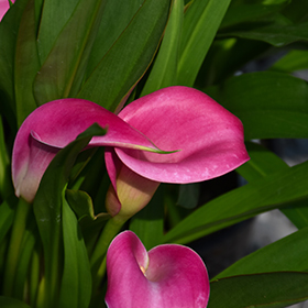 Plant Photo 1