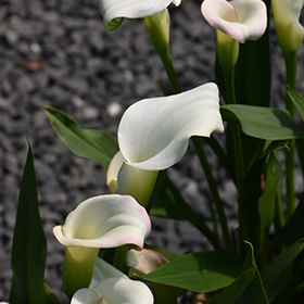 Plant Photo 2
