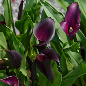 Plant Photo 10