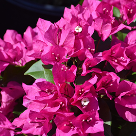 Plant Photo 3