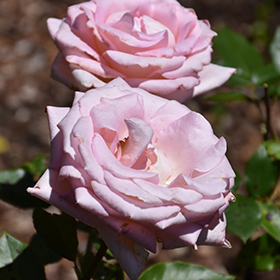 Plant Photo 4