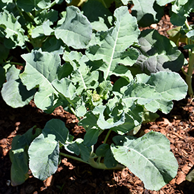 Plant Photo 1