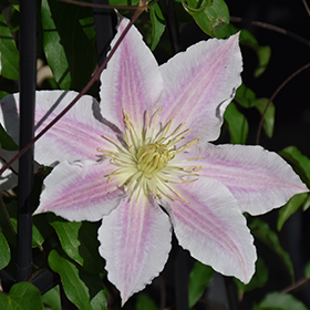 Plant Photo 8