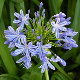 Plant Photo 10