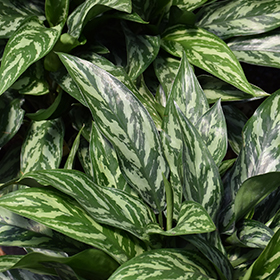 Plant Photo 6