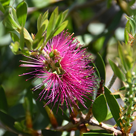 Plant Photo 5