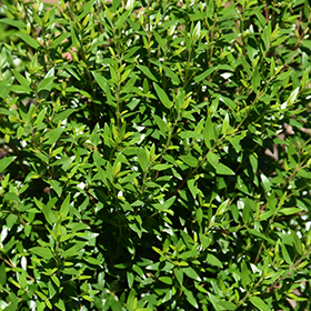 Plant Photo 9