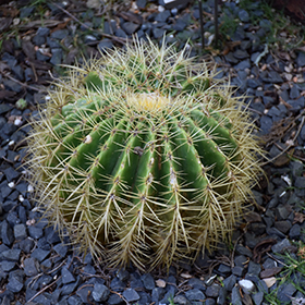 Plant Photo 9