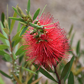 Plant Photo 4