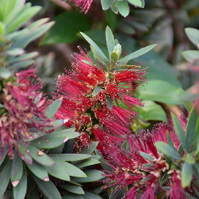 Plant Photo 8