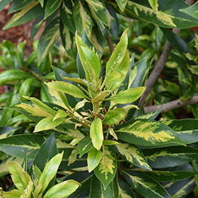 Plant Photo 9