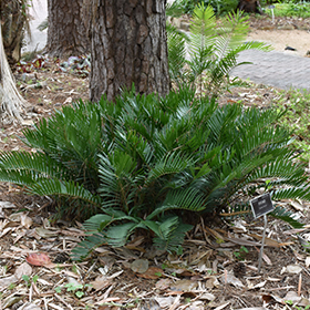 Plant Photo 4