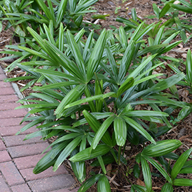 Plant Photo 10