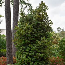 Plant Photo 9