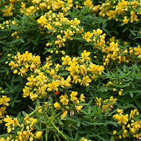 Plant Photo 4