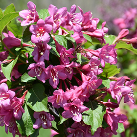 Plant Photo 2