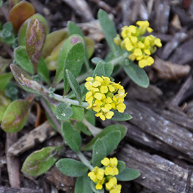Plant Photo 4