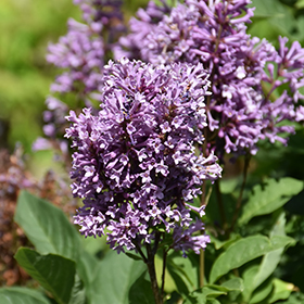 Plant Photo 10