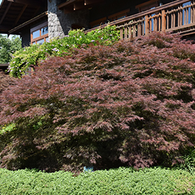 Japanese Maple Photo