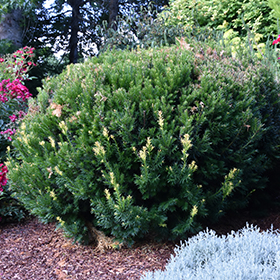Plant Photo 6