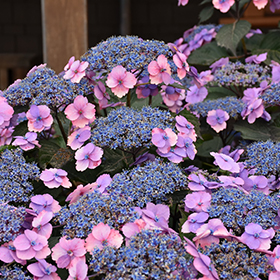 Hydrangea Photo